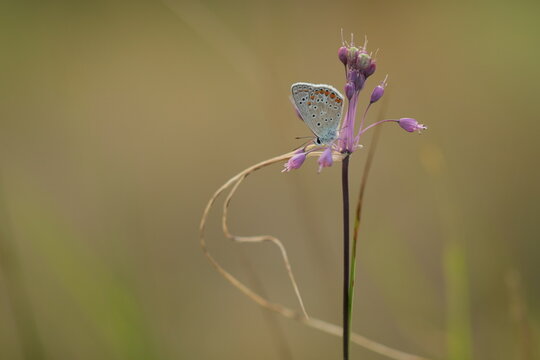 una farfalla comune blu su un fiore di aglio selvatico