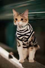 Tabby cat wearing striped sweater sitting indoors © Nori