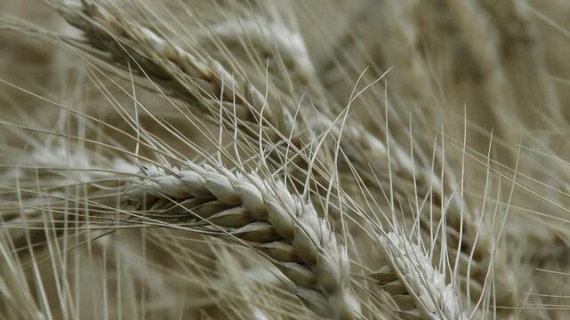 Lush Wheat Field in the Summer