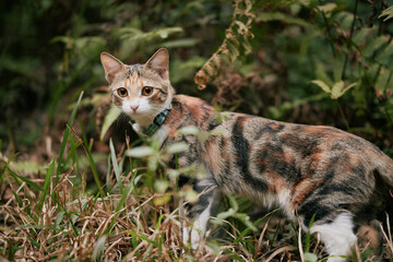 Calico cat walking through tall grass in garden © Nori