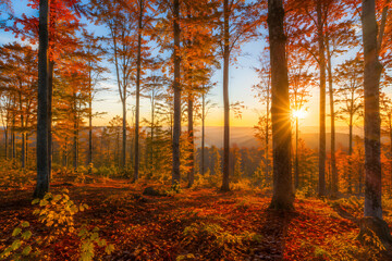 Fototapeta premium Vibrant autumn forest at golden sunset with orange foliage, tall trees and warm sun rays