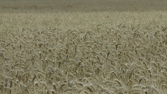 Lush Wheat Field in the Summer