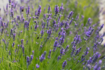 Obraz premium A cluster of blooming lavender flowers adds color and fragrance to a lush garden, offering a peaceful natural setting for wellness and botanical themes.