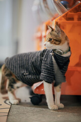 Calico cat wearing grey sweater standing indoors © Nori