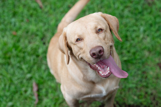 Close up portrait of brown Labrador
