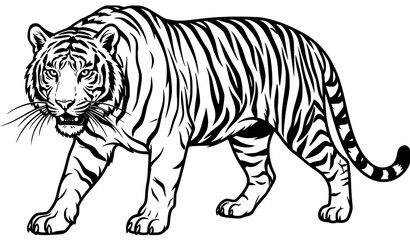 Fototapeta premium Premium Black And White Tiger Wildlife Portrait Featuring Detailed Facial Features Professional Editable Vector Illustration Design