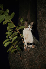 Tabby cat sitting on tree branch at night © Nori