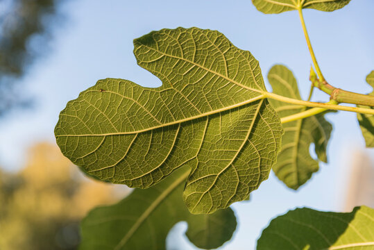 Ein Blatt in Nahaufnahme