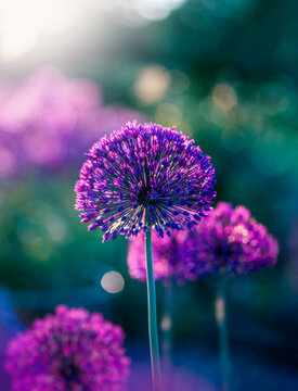 Purple allium flower, beautiful dreamy macro photo with shallow depth of field, soft garden bokeh, and blurred background