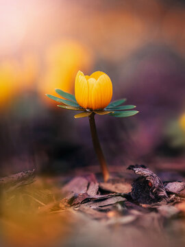 Winter aconite (Eranthis hyemalis) flower in bloom, beautiful moody macro photo with warm golden bokeh, shallow depth of field, and dark forest floor