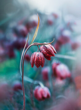 Snake's head fritillary (Fritillaria meleagris) flowers with raindrops, beautiful moody macro photo with shallow depth of field and soft blurred background