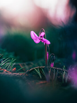 Pink cyclamen (Cyclamen coum) flower in bloom, beautiful moody macro photo with dark teal forest floor, shallow depth of field, and soft bokeh