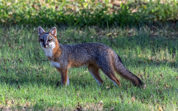 Full-length profile of a wild gray fox standing on a green grass field looking at the camera.