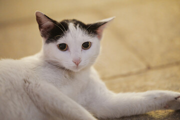 White cat with black ears sitting on pavement © Nori