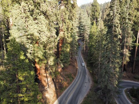 Aerial view of a winding road through the dense forest of giant sequoia trees in Sequoia National Park, Tulare County, California, United States.
