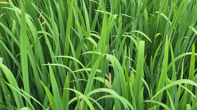 Close up of green sedge reeds swaying in wind. Concept: tranquil nature background