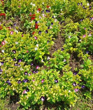 Dense blooming wishbone flowers in purple pink and white in sunny garden