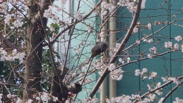 A brown bird perches amidst blooming white cherry blossoms on a spring day with a teal building wall in the background.