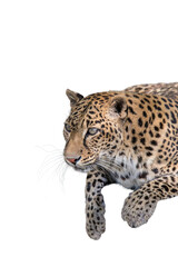 A Leopard-Panthera Pardus on a transparent background. © Arzi