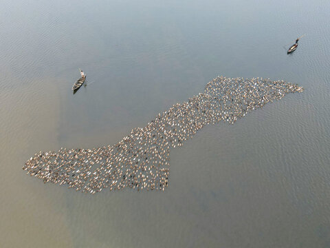 Aerial view of a large flock of ducks swimming in a river with two small wooden boats and a farmer guiding them in Brahmanbaria, Chittagong Division, Bangladesh.
