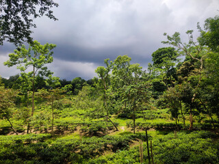 Fototapeta premium Lush green orchard under a stormy sky. Vibrant fruit trees in a rural landscape.