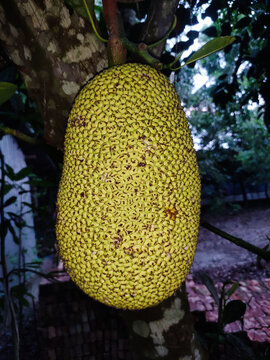 Fresh jackfruit hanging on a tree. Organic tropical fruit growing in a natural orchard.