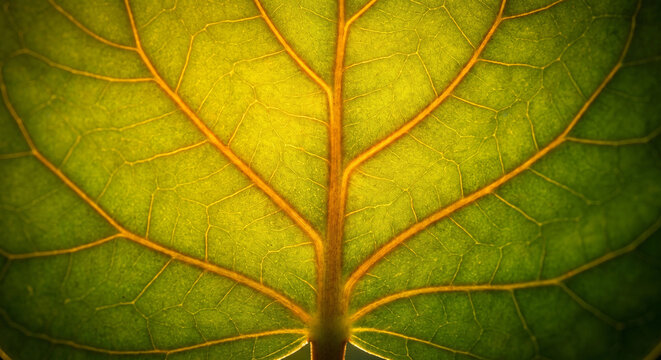 leaf veins macro photo with green yellow and orange botanical texture background