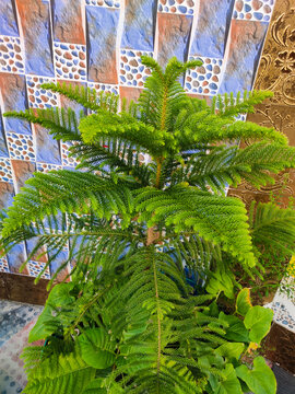 Small Norfolk Island pine tree. Potted evergreen conifer plant for home interior decor.