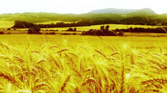 Lush Wheat Field in the Summer