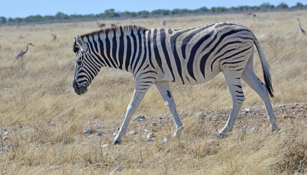 Zebra