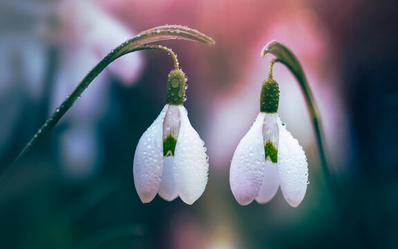 Snowdrops (Galanthus nivalis) with raindrops, beautiful macro photo with soft pink light, teal background, shallow depth of field, and dreamy bokeh