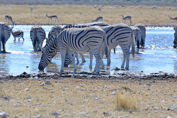 Zebra © camerawithlegs