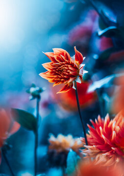 Orange dahlia flower, beautiful dramatic macro photo with teal background, shallow depth of field, soft bokeh, and colorful blurred garden scenery
