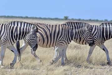 Fototapeta premium Zebra