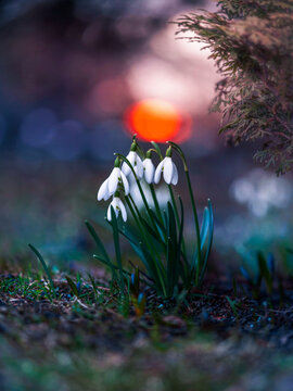 Snowdrop (Galanthus nivalis) flowers at sunset, beautiful moody macro photo with orange bokeh, teal shadows, shallow depth of field, and dark forest background