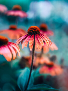 Pink coneflower (Echinacea purpurea), beautiful dreamy macro photo with teal background, shallow depth of field, soft bokeh, and colorful garden scenery