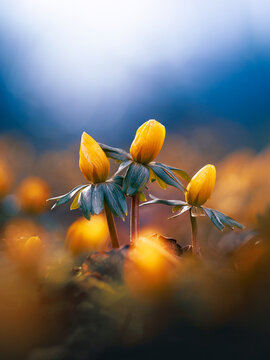 Winter aconite (Eranthis hyemalis) flower buds, beautiful dreamy macro photo with warm golden bokeh, shallow depth of field, and blue teal blurred background