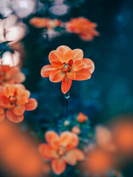 Orange dahlia flower in bloom, beautiful dramatic macro photo with teal background, shallow depth of field, soft bokeh, and colorful blurred scenery