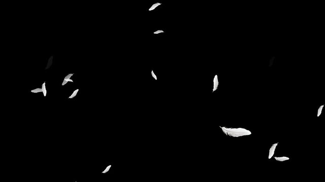 White feather dropped on black background. Slow motion. Feather fluffy falling in the wind background. Many white feathers falling gently on a transparent background. Soft floating animation. 