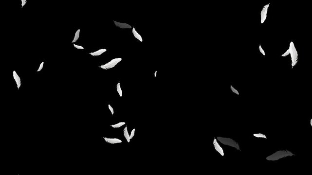 White feather dropped on black background. Slow motion. Feather fluffy falling in the wind background. Many white feathers falling gently on a transparent background. Soft floating animation. 