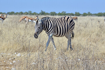 Zebra © camerawithlegs