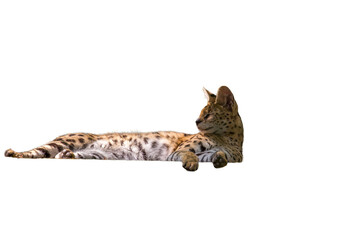 Fototapeta premium A Serval-Leptailunus Serval on a transparent background.