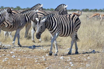 Zebra © camerawithlegs