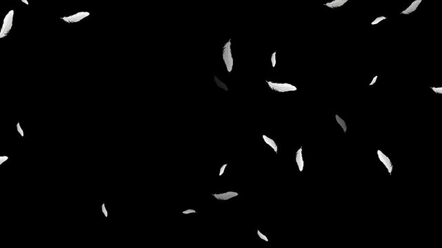 Beautiful white feathers explode in the air and then slowly falling down Loop Backgrounds. Isolated gently falling white feathers. down feather falling on black background. Abstract animation. 