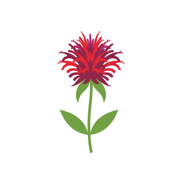 Vibrant red bee balm flower on a single green stem with lobed leaves on a white background as a botanical nature illustration.