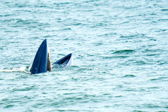 A Bryde whale emerges from the sea with its mouth open wide for lunge feeding. The majestic marine mammal is captured in the ocean waves. Wildlife and nature photography of whale watching.