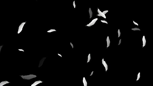 Beautiful white feathers explode in the air and then slowly falling down Loop Backgrounds. Isolated gently falling white feathers. down feather falling on black background. Abstract animation. 