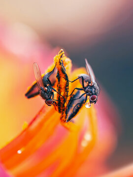 Two flies on orange daylily flower stamens, beautiful extreme macro photo with pollen details, water droplet, shallow depth of field, and colorful blurred background