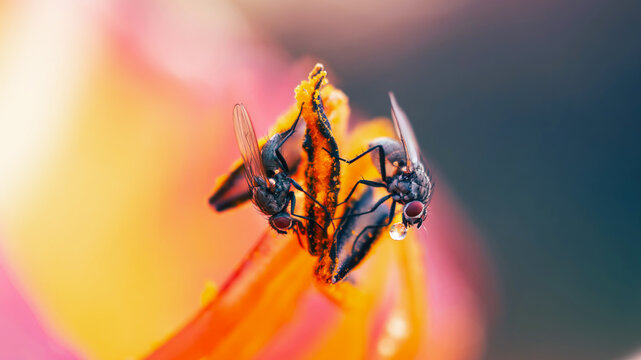 Two flies on orange daylily flower stamens, beautiful extreme macro photo with pollen details, water droplet, shallow depth of field, and colorful blurred background
