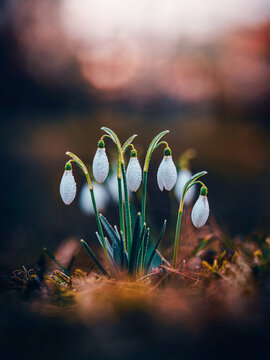Snowdrop (Galanthus nivalis) flowers with raindrops, beautiful moody macro photo with dark forest floor, shallow depth of field, and warm blurred background